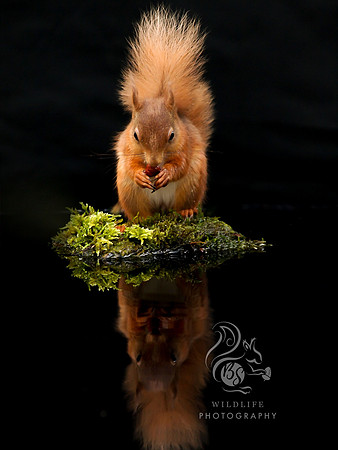 Squirrel island