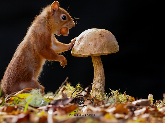 Autumnal squirrel