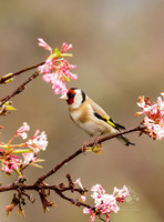 Goldfinch in cherry blossom