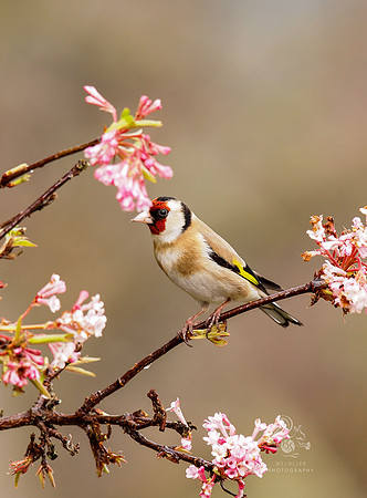Goldfinch in cherry blossom