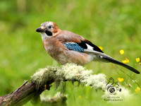 Jay