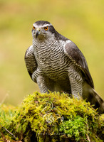 Goshawk