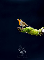 portrait of a robin