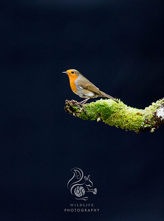 portrait of a robin