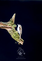 Portrait of a treecreeper