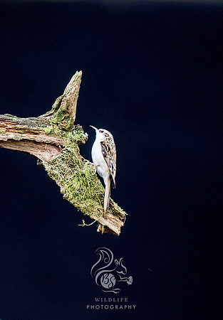 Portrait of a treecreeper