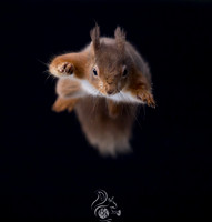 Super squirrel