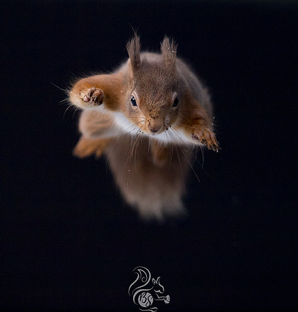 Super squirrel