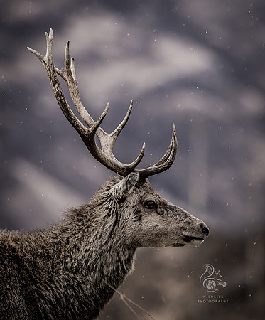 Stormy deer