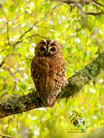 Tawny owl