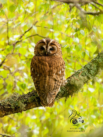 Tawny owl