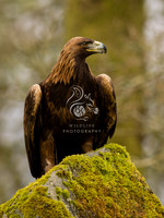 Golden Eagle