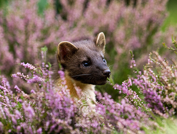 Heathery Pinemarten