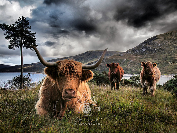 Field of cows
