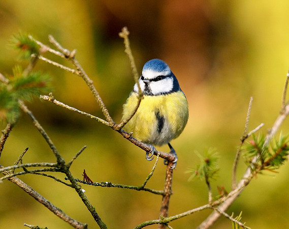 Blue tit