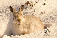 Mountain hare