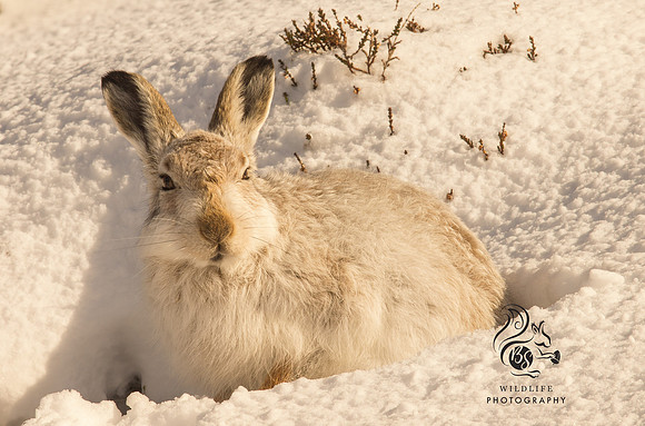 Mountain hare
