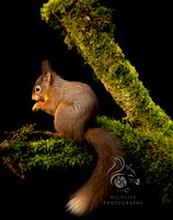 Squirrel on branch