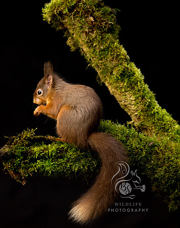 Squirrel on branch