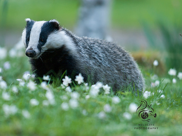 Badger in the wood sorrel