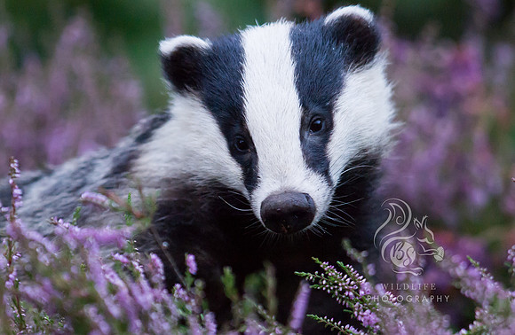 Heather badger