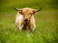 A true highlander