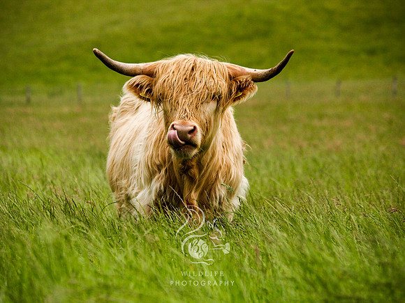 A true highlander