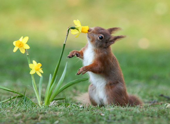 A scent of Spring