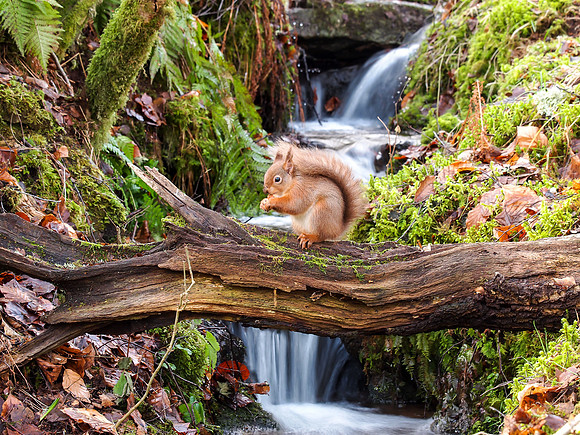 Squirrel crossing